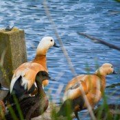 El jou nature Eco turism (19)