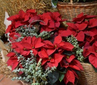 18/20 DESEMBRE 2026 - CHRISTMAS INSPIRATION