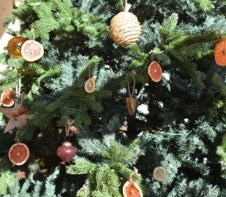 11/13 de DESEMBRE 2026- A LA RECERCA DEL TIÓ AL BOSC DEL JOU NATURE