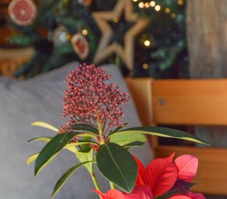 NOUVEL AN EN FAMILLE 2025