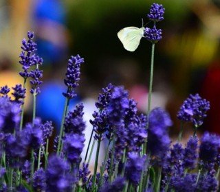 VACANCES D'ÉTÉ 2026 - DU 1ER JUILLET AU 6 SEPTEMBRE 2026